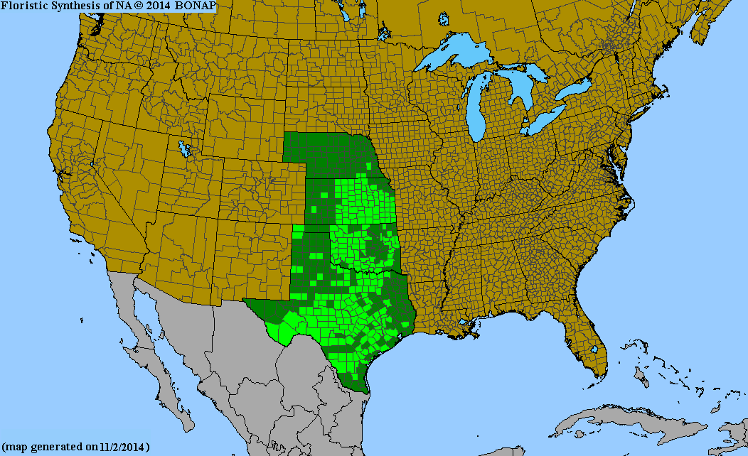 County distribution map of Hymenopappus scabiosaeus var. corymbosus - Carolina Woollywhite